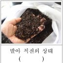 곰취재배기술 이미지