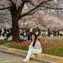 연지공원(음악분수사무실) | 김해 연지공원 벚꽃,튤 지금 가도 될까? 실시간 개화현황 &amp; 방문 후기