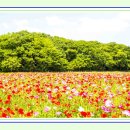 ﻿경남 함양 상림공원 양귀비꽃 축제 이미지