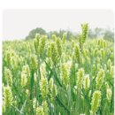 천지원 농장 이미지