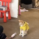 냥아치카페 | [솔직후기]내가 본 고양이들 모음집.zip / 당신의 고양이에게 투표하세요