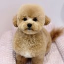 버블리 | 마산 댓거리 강아지 미용/ 버블리 애견미용실 추천 🐶