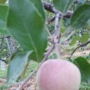 박달재농원 이미지