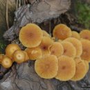 화신식품 이미지