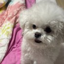 먹꼬먹꼬 이미지