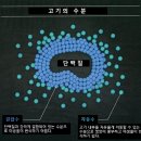 자유수