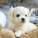 부산강아지분양 고양이분양 베스트펫 본점 이미지
