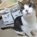 방지노모당 | [고양이 모래] 우리의 캣점프 노모티어스 벤토나이트 체험 후기