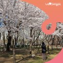 아시아공원 내 (종합운동장역2번출구) | [블로그 크리에이터] 조용히 산책하기 좋은 애견동반 벚꽃 명소 '아시아공원'을 소개합니다.
