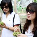 대가포도농원 이미지