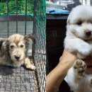 멍멍이집 이미지