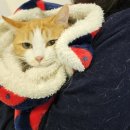 서울 베스트 동물병원 | [광주동물병원] 서울앤동물병원 GREEN 내돈내산 건강검진 후기