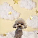 댕댕월드&퍼피 이미지