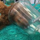 장현동물병원 이미지