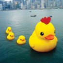 러버덕Rubber Duck / 휘민 이미지