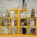 냥아치카페 이미지