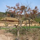 노무현대통령생가 이미지