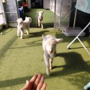 앤버드 | 청주실내동물원 추천 아기랑 가볼만한곳 버드앤쥬에서 이색데이트 후기