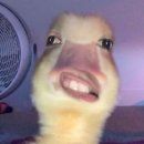 거사울펜션 | 거제/통영 휴가 2박3일(부제:반려견동반 독채펜션🌳공간부춘🌳 후기)