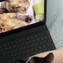 일리그루밍 이미지