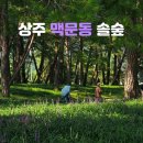 영천게이트볼장 | 경북 상주 맥문동 솔숲 실시간 개화 및 주차정보