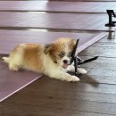 퍼피파라다이스 | 발리 우붓 퍼피요가 (puppy yoga) 후기, 예약방법