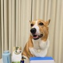 도그바이러스 | 강아지미네랄워터 엠비엠 MBM 반려수 디톡스 도그 BANLYEOSU 종합영양제