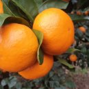 성전농장 이미지