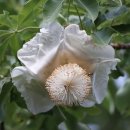 바오밥나무 [바오바브나무, Baobab tree (Adansonia digitata)] 이미지