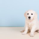 24시 웰니스 동물 의료센터 이미지