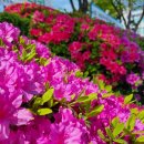 바베리 | 유림공원 튤립 만개🌷 엄마 모시고 다녀온 대전 봄나들이 후기