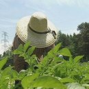 약초농원민박 이미지