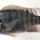 민물고기식당 이미지