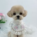 단비네 애견미용 이미지