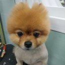 마리애견 이미지