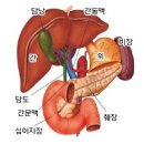 인진쑥(개똥쑥)의 효능 및 음용과 활용법 이미지