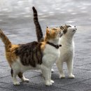 하랑동물의료센터 이미지