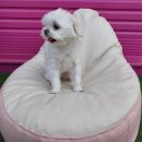 아리댕댕애견카페 이미지