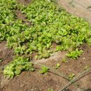 천양농장 이미지