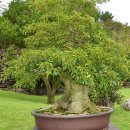 미수로가로수 이미지