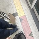 마이쥬 이미지