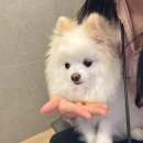 놀로스토어 | 이지플레이 설채현 마틴게일 하네스&amp;리드줄 1달후기