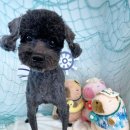 털찐강아지 이미지