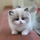 도그플러스 동물병원 이미지