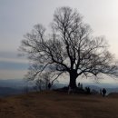 임천 가림성 느티나무 이미지