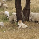 목동 동물병원 이미지