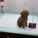 미유펫 강아지분양 고양이분양 전주점 이미지