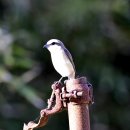 외연도의 노랑때까치(Brown Shrike) 이미지