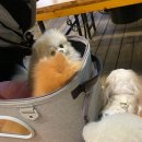 비숑마을펜션 이미지