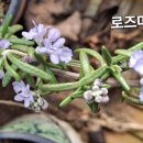 로즈마리 이미지